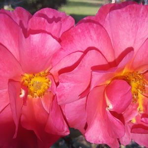 Meet your Posher, Nica